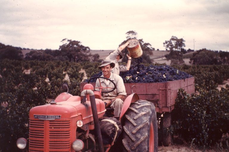 Morphett Vale Vineyards Duval neighbour Peter Taylor 1950s